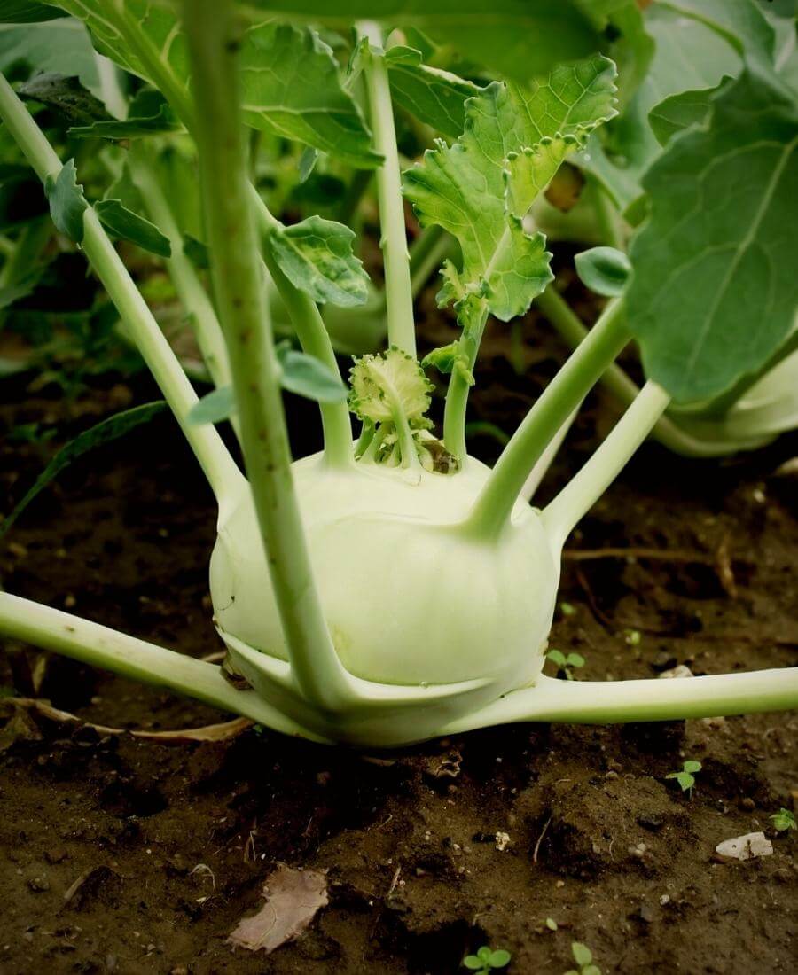 Kohl Rabi